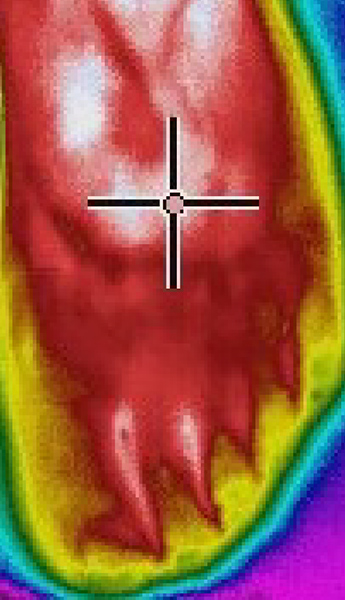 浸漬から10分後左足